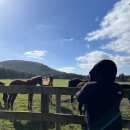 청아목욕탕 | [꽃신 커플의 제주 여행#3] 제주여행 코스 추천, 성이시돌목장, 금오름, 구엄리돌염전