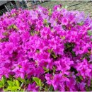 묵정공원 Daum카페