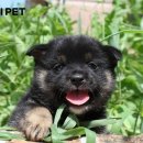 개귀여워 이미지