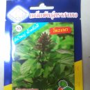 타이바질 (sweet basil) 떡잎이 났어요 이미지