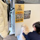 24시 더휴동물의료센터 | 부산 금정구 8살 강아지 건강검진하기 : 24시 더휴동물의료센터