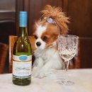 마리켄넬 24시강아지분양 애견분양 애견샵 | [애견리뷰] 마리켄넬, 할인분양으로 만나는 사랑스러운 강아지