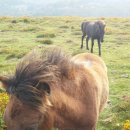 우프동물농장 이미지