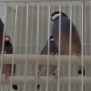 문조-1 이미지