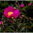 Flower Garden 이미지