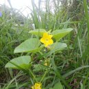 돌마교 아래 이미지