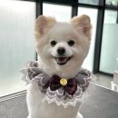 루이앤코코 이미지