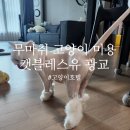 캣블레스유 이미지