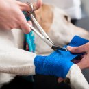 청사동물메디컬센타 이미지