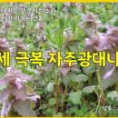 [영상시] 텃세 극복 자주광대나물 _ 봉명산 유유 시인/낭송 _ 여운종 이미지