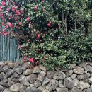 소롱코지 이미지