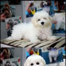 쭈니쭈니 펫살롱 이미지