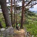 울진소나무 이미지