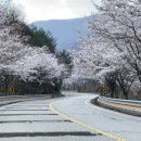 백운면 벚꽃길 이미지