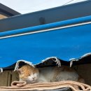 부산교통관광㈜ | 부산 뚜벅이 여행 준비와 후기