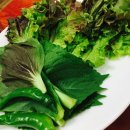 참솔갈비
