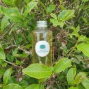 제주 와일드 이미지