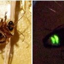 반딧불이 이미지