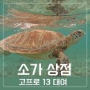 길리 여행 소가 상점 고프로 13 대여 추천 후기