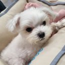 오롯이;독 | 강아지 피부 고민 있다면? 닥터독 피부모질 사료 급여 후기