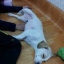 우리덕구동물병원 이미지