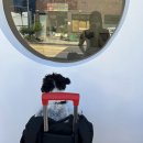 강아지맘마연구소 이미지