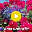 임영웅 보라빛 엽서 가사와 모자이크 적용 이미지