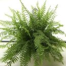 공기정화 식물 보스턴고사리[boston fern,Nephrolepis exaltata] 이미지