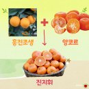 흥진과일 이미지