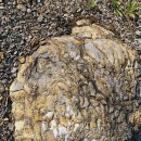 스트로마톨라이트 이미지