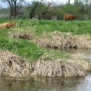 워낭소리 이미지