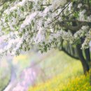 우리가 가꾸는 꽃길 이미지