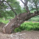 마을 보호수 이미지