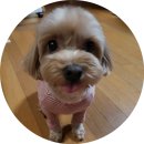 멜로멍스 | 영종도 애견미용실 멜로멍스