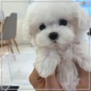 로얄펫 강아지분양 고양이분양 전주본점 이미지