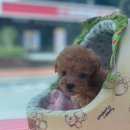 다온애견샵 이미지