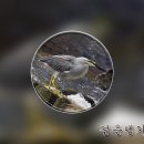 조류기행 영상 I, 해오라기의 종류 이미지