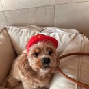 에버그린 펫 클리닉 이미지