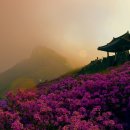 황매