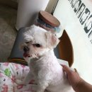 면목동물병원 이미지