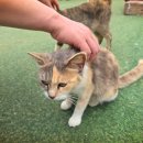흥도많은고양이