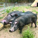 송학농장 이미지