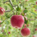 엔플러스엔 이미지