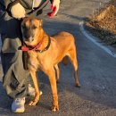 (주)투네이션 | 경기 안성 '행복한 보금자리' 추워도 산책은 해야지 | 봉사일기 EP6