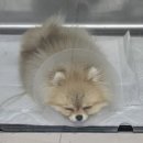 천호동물병원 이미지