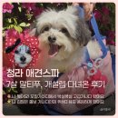 라피네 애견스파 | 청라 애견스파 개설렘, 꼬질이가 보송이로 돌아온 위생미용 후기