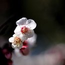 매화유치원 이미지