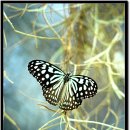 나비오리농원 이미지