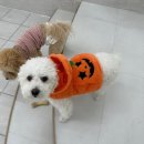 라이크몽 이미지