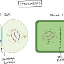 Mitosis (the M phase) 세포분열기 이미지